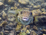 White Spotted Pufferfish. Big Island, Hawaii. The pufferfish is one of the more approachable fish in the tropic seas. It is named for its unique ability to inflate itself to several times its normal size in the presence of danger.   Ben Babusis, Lightscape Gallery.