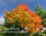 Colorburst. Adirondacks, New York. Early morning light strikes a turning maple tree in upstate New York creating a dramatic burst of color.   Ben Babusis, Lightscape Gallery.