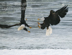 Talons Flashing. Haines, Alaska. Two bald eagles in mid air fight for feeding rights.  Ben Babusis, Lightscape Gallery.
