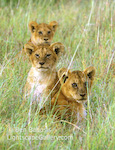 Lion Cubs. Serengeti, Tanzania. Three lion cubs pose in the grass on the Sergeneti before dawn. � Ben Babusis, Lightscape Gallery.