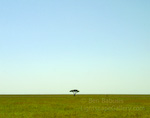 Lone Tree. Serengeti, Tanzania. A very lonely tree stands proudly on the vast Serengeti plain.  Ben Babusis, Lightscape Gallery.