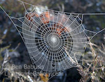 Spiral Web. Tongoriro National Park, New Zealand. Spiraling spider webs in New Zealand  Ben Babusis, Lightscape Gallery.