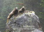 Marmot Pair. Mt. Rainier, Washington. A marmot couple perches on a rock near Mystic Lake.  Ben Babusis, Lightscape Gallery.