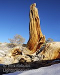 Bristlecone Tower. White Mountains, California. An ancient bristlecone pine stump in the White Mountains of California.  Ben Babusis, Lightscape Gallery.
