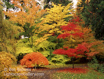 Colorsplash. Seattle, Washington. A splash of fall color at the UW Arboretum Japanese Garden. � Ben Babusis, Lightscape Gallery.