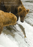 Through the Gauntlet. Brooks Camp, Alaska. A salmon jumps between two hungry grizzly bears, who were just a little too slow to make the catch.  Ben Babusis, Lightscape Gallery.