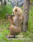 Back Scratch. Brooks Camp, Alaska. A grizzly bear scratchs its back against a tree.  Ben Babusis, Lightscape Gallery.