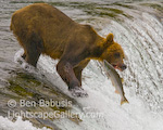 Catch of the Day. Brooks Camp, Alaska. This bear was particularly talented at catching salmon the lazy way, that is, waiting for them to jump into his mouth. This bear is perched upstream of Brooks Falls in southwestern Alaska. Other bears in the area have learned different fishing techniques including diving, snorkling, pouncing and, the old standby, stealing fish from smaller bears.  Ben Babusis, Lightscape Gallery.