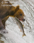 Catch of the Day. Brooks Camp, Alaska. This bear was particularly talented at catching salmon the lazy way, that is, waiting for them to jump into his mouth. This bear is perched upstream of Brooks Falls in southwestern Alaska. Other bears in the area have learned different fishing techniques including diving, snorkling, pouncing and, the old standby, stealing fish from smaller bears.  Ben Babusis, Lightscape Gallery.