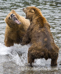 Tooth and Nail. Brooks Camp, Alaska. Grizzlies fight tooth and nail over ownership of a caught salmon. The larger, more dominant bear, ended up taking the catch of the smaller bear, after less than a minute of sparring  Ben Babusis, Lightscape Gallery.