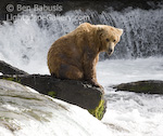Bear Falls. Brooks Camp, Alaska. An older bear sits on a rock watching salmon ascend Brooks Falls.  Ben Babusis, Lightscape Gallery.