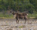 Caribou. Denali National Park, Alaska. A boldly crowned caribou looks from across the Toklat River.  Ben Babusis, Lightscape Gallery.