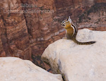 No Fear. Zion Park, Utah. A chipmunk enjoys a meal perched on a sheer 2000 foot ledge on top of Angel's Landing in Zion National Park.  Ben Babusis, Lightscape Gallery.