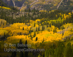 Aspen Yellow. Aspen, Colorado. Groves of aspens at peak color near the Maroon Bells.  Ben Babusis, Lightscape Gallery.
