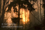 Foggy Sunset. Issaquah, Washington. The sun sets through a foggy forest in the Pacific Northwest.  Ben Babusis, Lightscape Gallery.