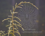 Dewy Web. Issaquah, Washington. A spider web covered with dew drops at the top of a tree in the Pacific Northwest  Ben Babusis, Lightscape Gallery.