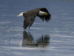 Flying Low. Haines, Alaska. A low flying bald eagle drags its wing tips in the water.  Ben Babusis, Lightscape Gallery.