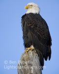 Proud to be Bald. Haines, Alaska. Bald eagle proud stands on a perch near the Chilkat River.  Ben Babusis, Lightscape Gallery.