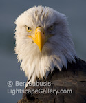 Eagle Stare. Haines, Alaska. The penetrating stare of the bald eagle is both gripping and intimidating. � Ben Babusis, Lightscape Gallery.