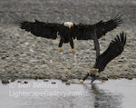 Incoming!. Haines, Alaska. A bald eagle makes an aerial attack to steal food from another eagle.  Ben Babusis, Lightscape Gallery.