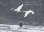 Trumpeter Swans and Eagle. Haines, Alaska. Two trumpeter swans fly over a bald eagle in the snow.  Ben Babusis, Lightscape Gallery.