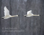 Trumpeter Swans. Haines, Alaska. Two swans fly through the snow over the Chilkat River.  Ben Babusis, Lightscape Gallery.