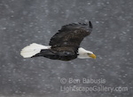 Snow Soaring. Haines, Alaska. Bald eagle soars through the snow over the Chilkat River.  Ben Babusis, Lightscape Gallery.