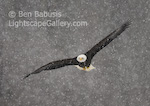 Soaring through Snow. Haines, Alaska. A bald eagle sails through a snowstorm as winter approaches in Alaska.  Ben Babusis, Lightscape Gallery.
