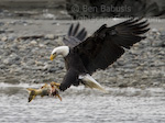 Got It. Haines, Alaska. Bald eagle plucks fish from the Chilkat River.  Ben Babusis, Lightscape Gallery.