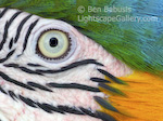 Parrot Eye. Cougar Mountain Zoo, Washington. Detail of the the colorful face of the Macaw.   Ben Babusis, Lightscape Gallery.