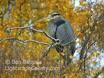 Heron in Tree. Seattle, Washington. A blue heron perches in a tree exploding with falls colors near Seattle's Lake Washington.   Ben Babusis, Lightscape Gallery.