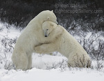 Bear Hug. Churchill, Manitoba. Two polar bears embrace on the shores of the Hudson Bay.  Ben Babusis, Lightscape Gallery.