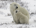 Polar Bear and Cub. Churchill, Manitoba. A polar bear and cub pose in the Canadian north. � Ben Babusis, Lightscape Gallery.