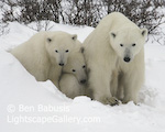 Polar Trio. Churchill, Manitoba. A polar bear and two cubs pose in the snow after nursing.  Ben Babusis, Lightscape Gallery.