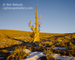 Old Man of the Mountains. White Mountains, California. This lone bristlecone pine lies among the oldest living things on earth, some as old as nearly 5000 years.  Ben Babusis, Lightscape Gallery.