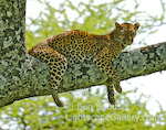 Lounging Leopard. Serengeti, Tanzania. A leopard lounges in the shade up in a tree.  Ben Babusis, Lightscape Gallery.