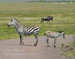 Back to Back. Ngorongoro Crater, Tanzania. Mother and child zebra stand back to back.  Ben Babusis, Lightscape Gallery.