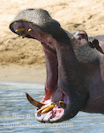 Big Mouth. Lake Manyara National Park, Tanzania. Hippo yawns widely displaying its enormous mouth.  Ben Babusis, Lightscape Gallery.
