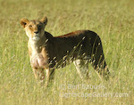 Proud Lioness. Serengeti, Tanzania. Lioness stands proudly in the grasses of the Serengeti. � Ben Babusis, Lightscape Gallery.