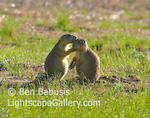 Love on the Prarie. Devils Tower, Wyoming. Two prarie dogs sharing a romantic moment outside their burrow.  Ben Babusis, Lightscape Gallery.
