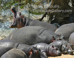Nap Time. Lake Manyara National Park, Tanzania. Sleepy hippos bask in the sun.  Ben Babusis, Lightscape Gallery.