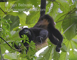 Monkeying Around. Caves Branch, Belize. Howler monkey munches on leaves high in the canopy.  Ben Babusis, Lightscape Gallery.