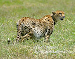 Pregnant Cheetah. Ngorongoro Crater, Tanzania. An obviously pregnant cheetah roams the floor of the crater.  Ben Babusis, Lightscape Gallery.