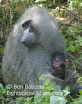 Mother and Child. Lake Manyara National Park, Tanzania. Mother baboon cradles her infant.  Ben Babusis, Lightscape Gallery.