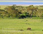Lone Elephant. Ngorongoro Crater, Tanzania. A solitary elephant roams the crater floor.  Ben Babusis, Lightscape Gallery.