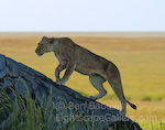 Lion Silhouette. Serengeti, Tanzania. A lion climbs a rock on the Serengeti plain for a better view.  Ben Babusis, Lightscape Gallery.