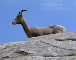 Mountain Goat. Banff, Canada. A mountain goat enjoys the view from the top of a peak near Banff.  Ben Babusis, Lightscape Gallery.