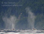 Two Grays. Johnstone Strait, British Columbia. Two gray whales surface simultaneously while kayaking the Johnstone Strait.  Ben Babusis, Lightscape Gallery.