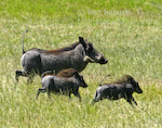 Warthog Family. Serengeti, Tanzania. A family of warthogs runs across a grassy field.  Ben Babusis, Lightscape Gallery.