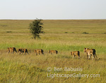 Pride on the Move. Serengeti, Tanzania. Pride of lions walking in single file.  Ben Babusis, Lightscape Gallery.